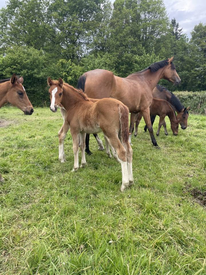 Colt Selle Fran&ccedil;ais For sale 2026 Liver chestnut