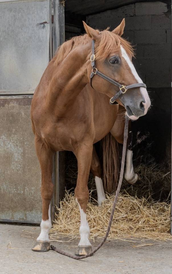 Gelding Selle Fran&ccedil;ais For sale 2016 Chesnut