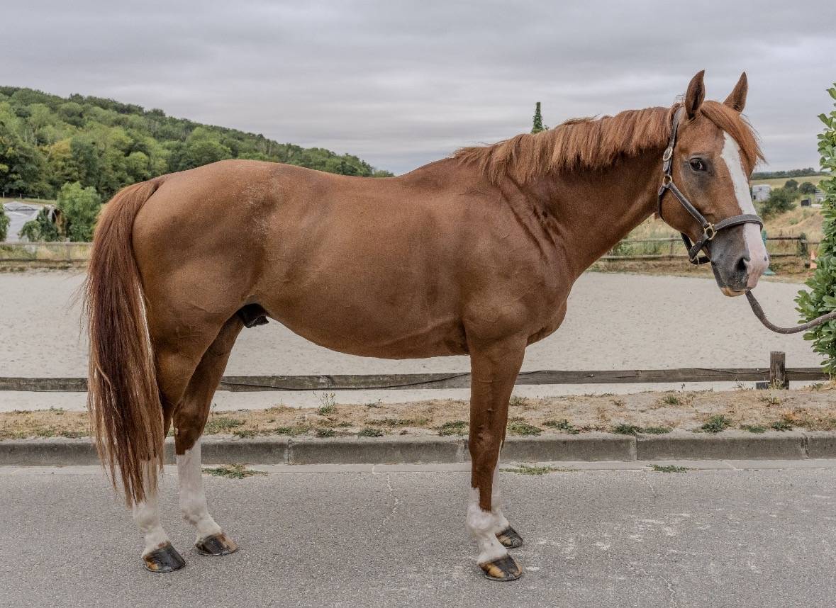 Gelding Selle Fran&ccedil;ais For sale 2016 Chesnut