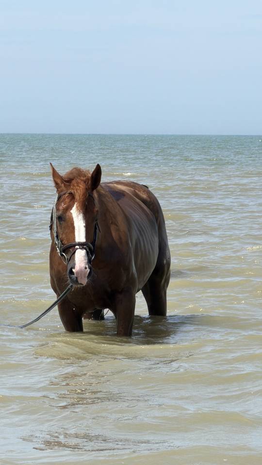 Gelding Selle Fran&ccedil;ais For sale 2016 Chesnut