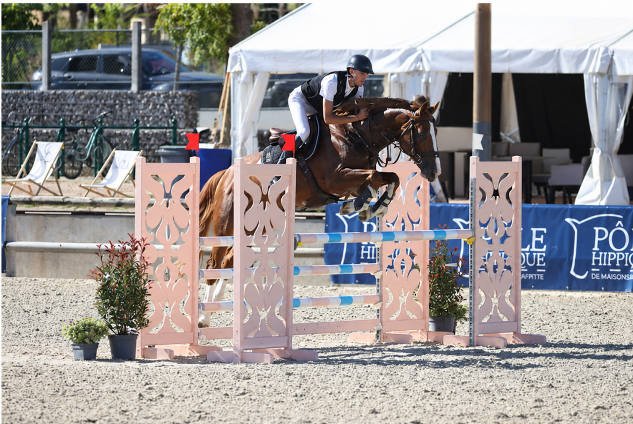 Gelding Selle Fran&ccedil;ais For sale 2016 Chesnut