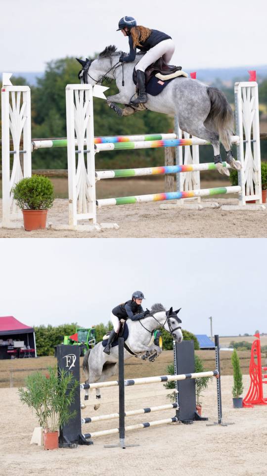 Gelding French Saddle Pony For sale 2020 Grey