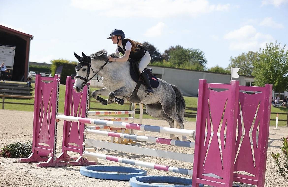 Gelding French Saddle Pony For sale 2020 Grey