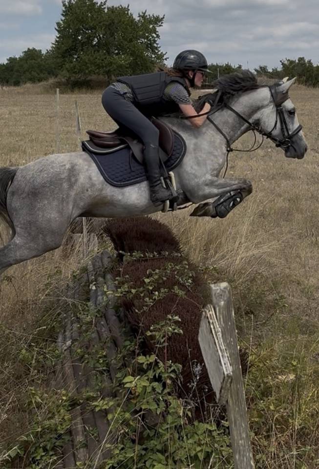 Gelding French Saddle Pony For sale 2020 Grey