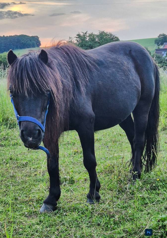 Mare Shetland Pony For sale 2018 Black