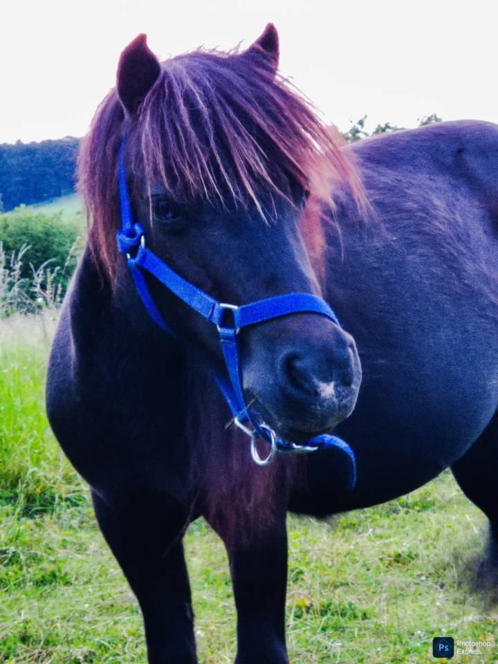 Mare Shetland Pony For sale 2018 Black