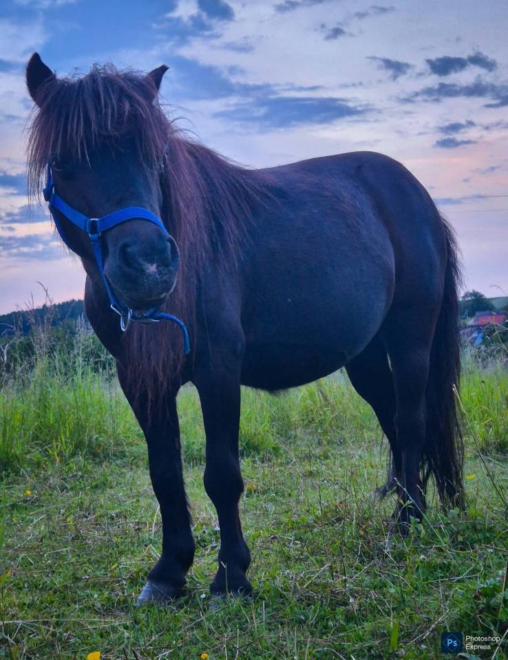 Mare Shetland Pony For sale 2018 Black