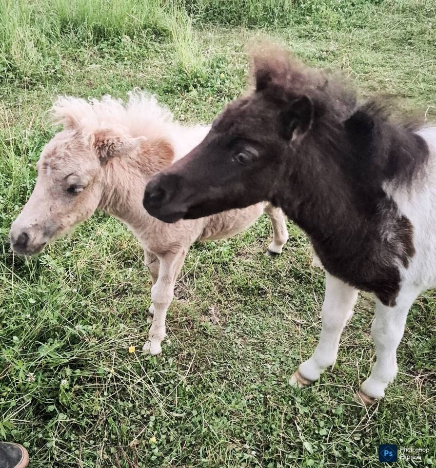 Mare Shetland Pony For sale 2018 Black