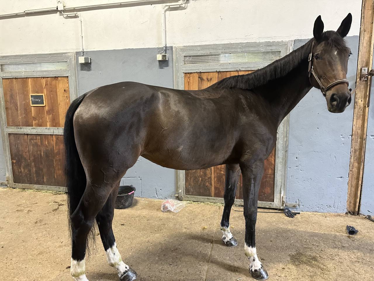 Mare Origin Recorded For sale 2017 Bay
