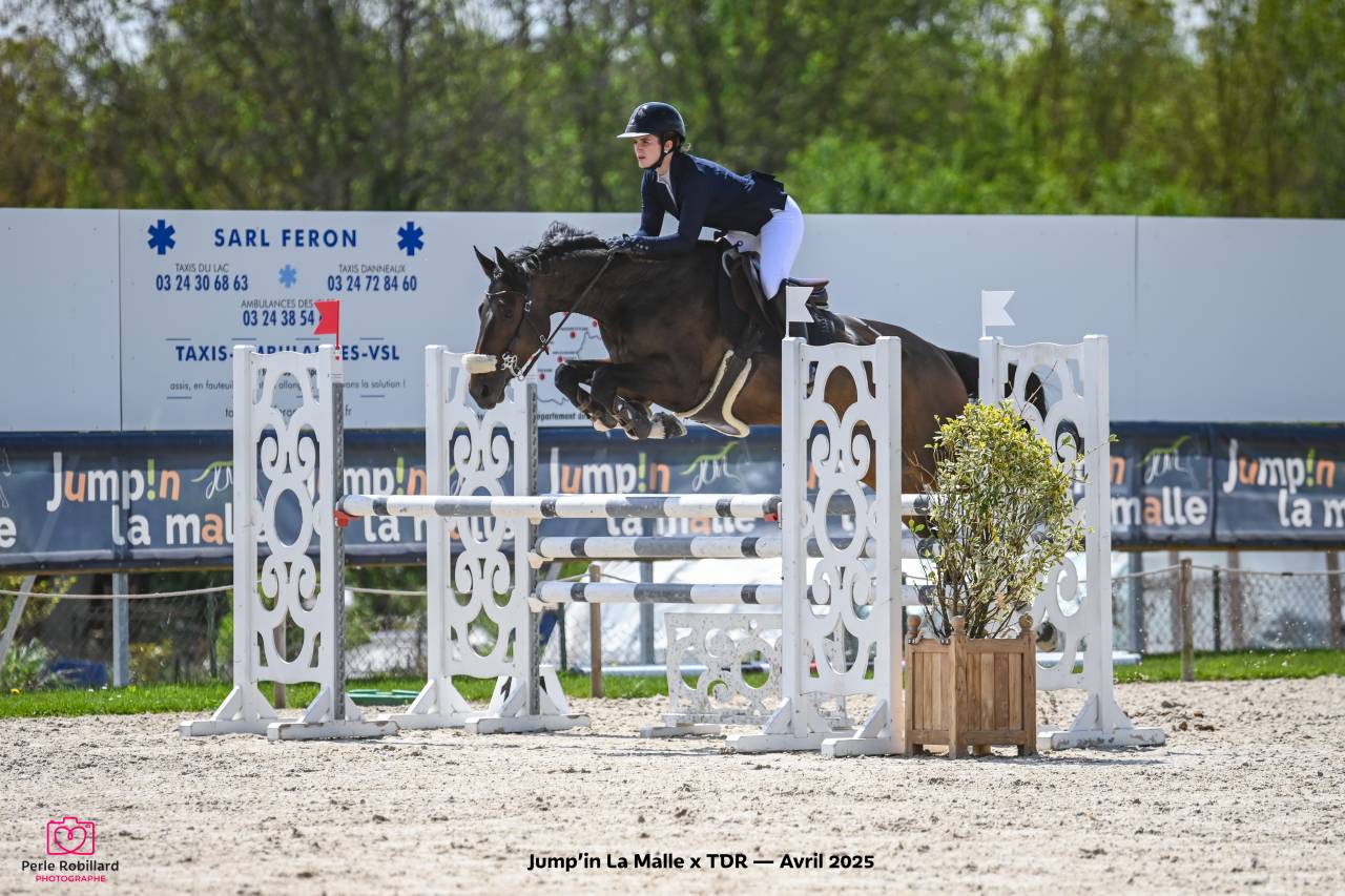 Mare Origin Recorded For sale 2017 Bay