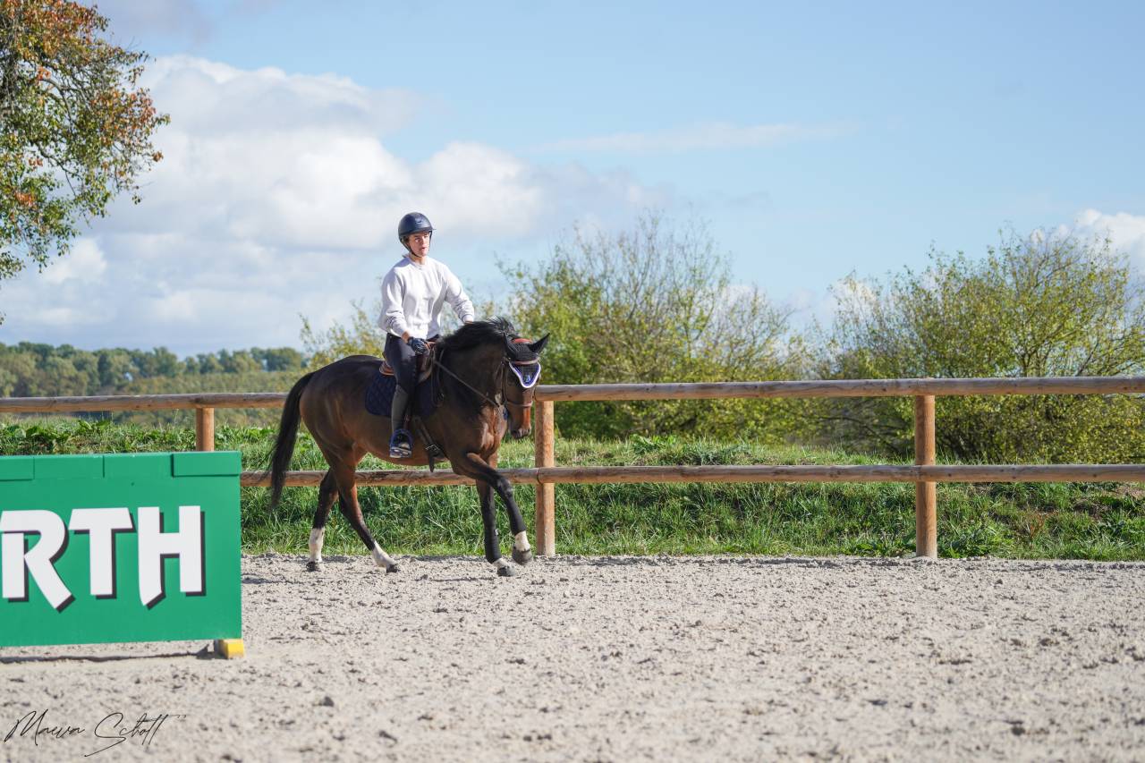 Mare Origin Recorded For sale 2017 Bay