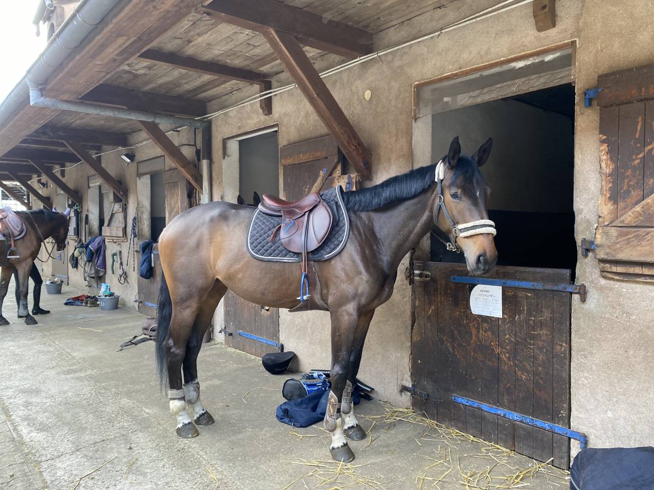 Mare Origin Recorded For sale 2017 Bay