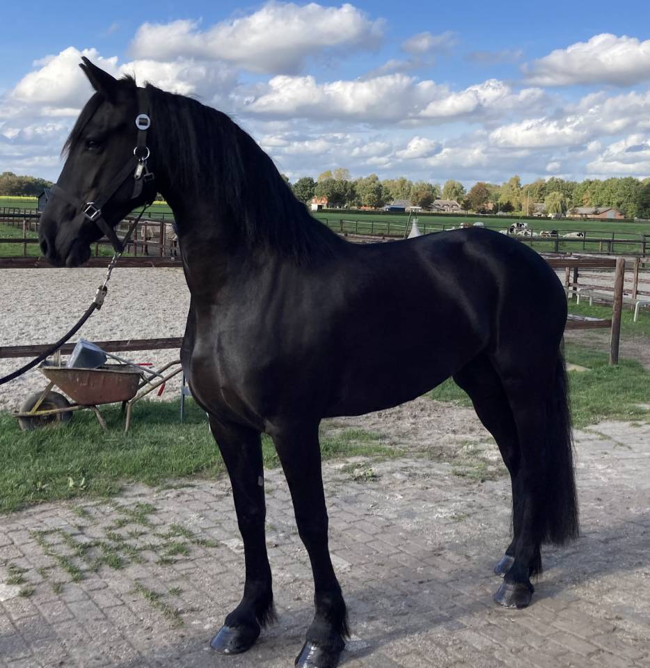 Filly Friesian For sale 2026 Black