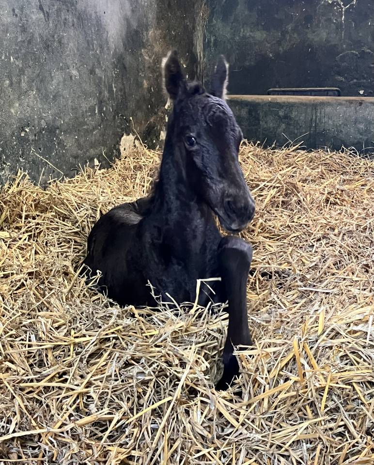 Filly Friesian For sale 2026 Black