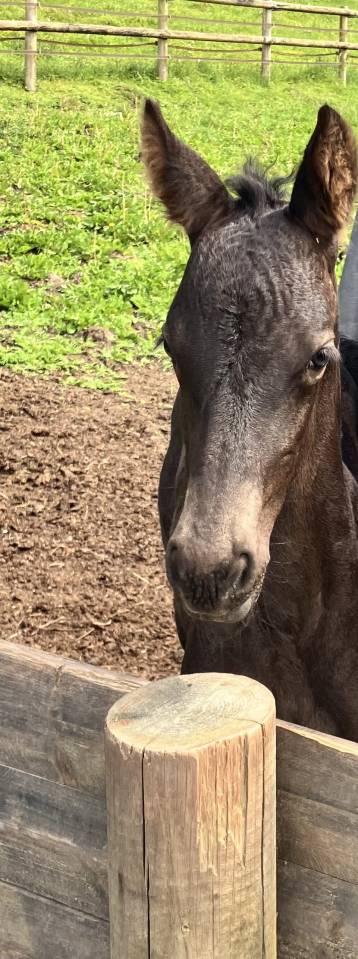 Filly Friesian For sale 2026 Black