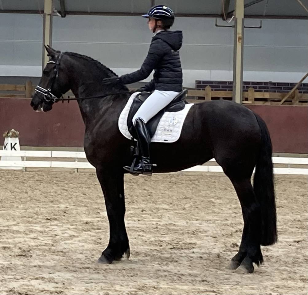 Filly Friesian For sale 2026 Black