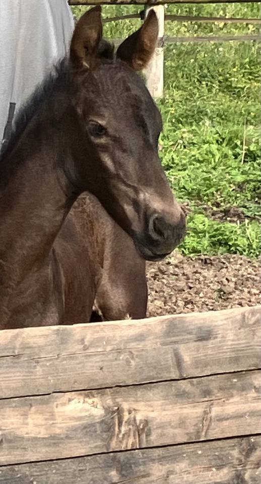 Filly Friesian For sale 2026 Black