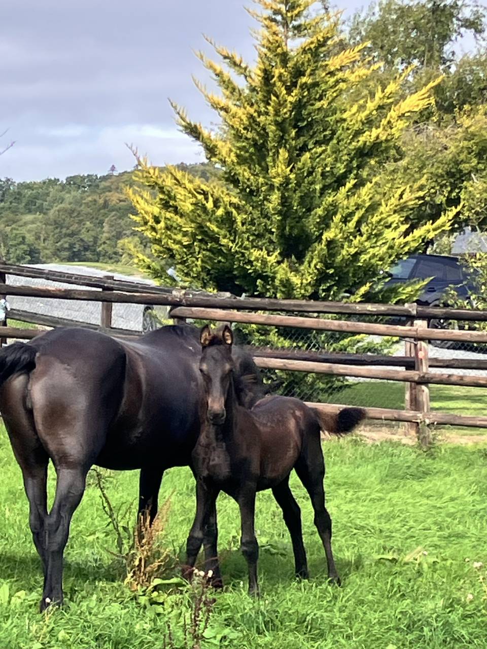 Filly Friesian For sale 2026 Black