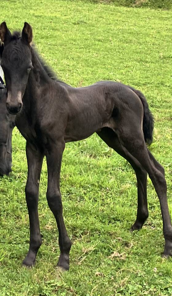 Filly Friesian For sale 2026 Black