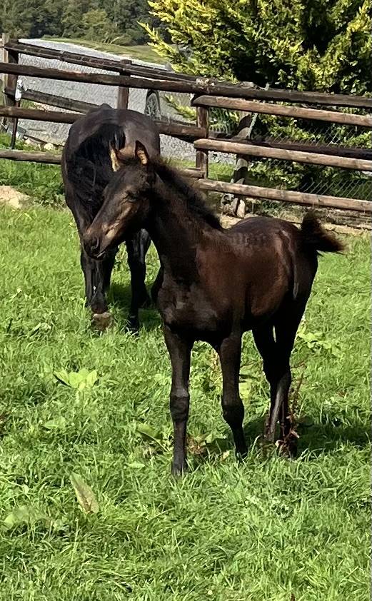 Filly Friesian For sale 2026 Black