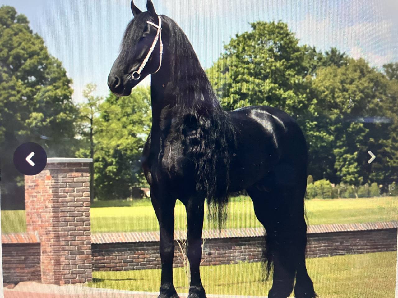 Filly Friesian For sale 2026 Black