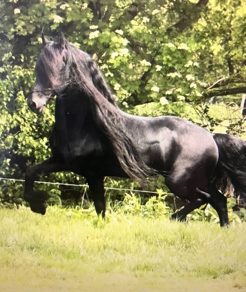 Filly Friesian For sale 2026 Black