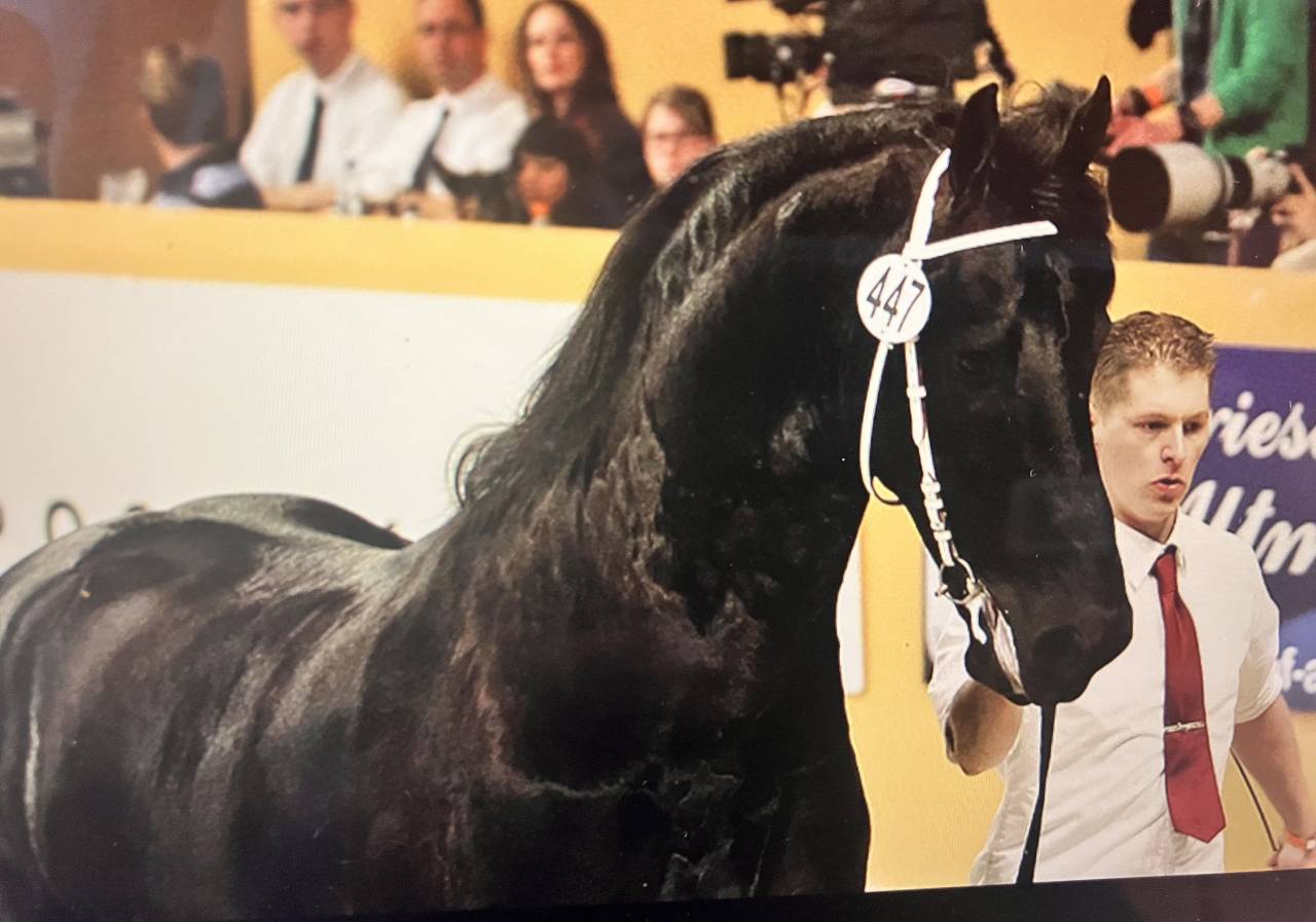 Filly Friesian For sale 2026 Black