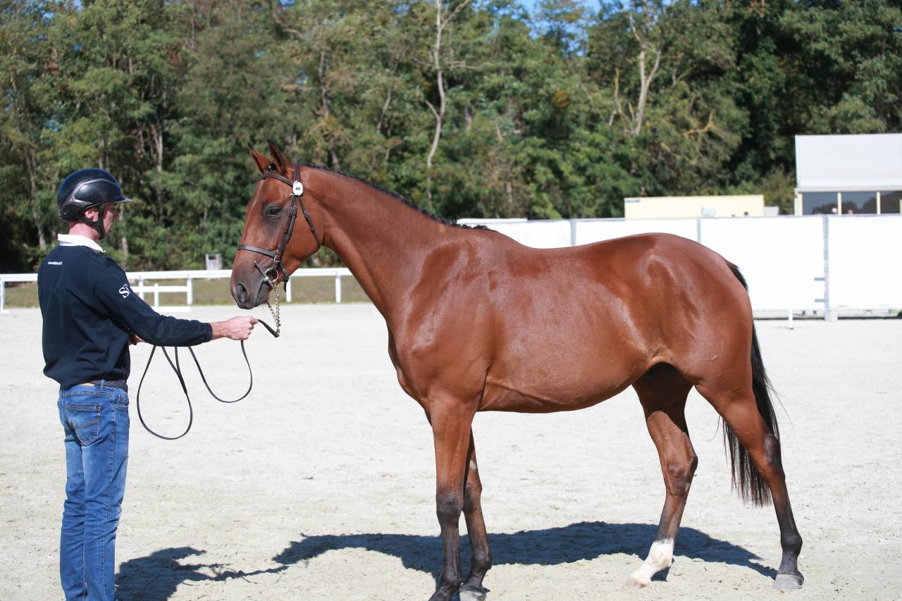 Gelding Selle Fran&ccedil;ais For sale 2023 Bay