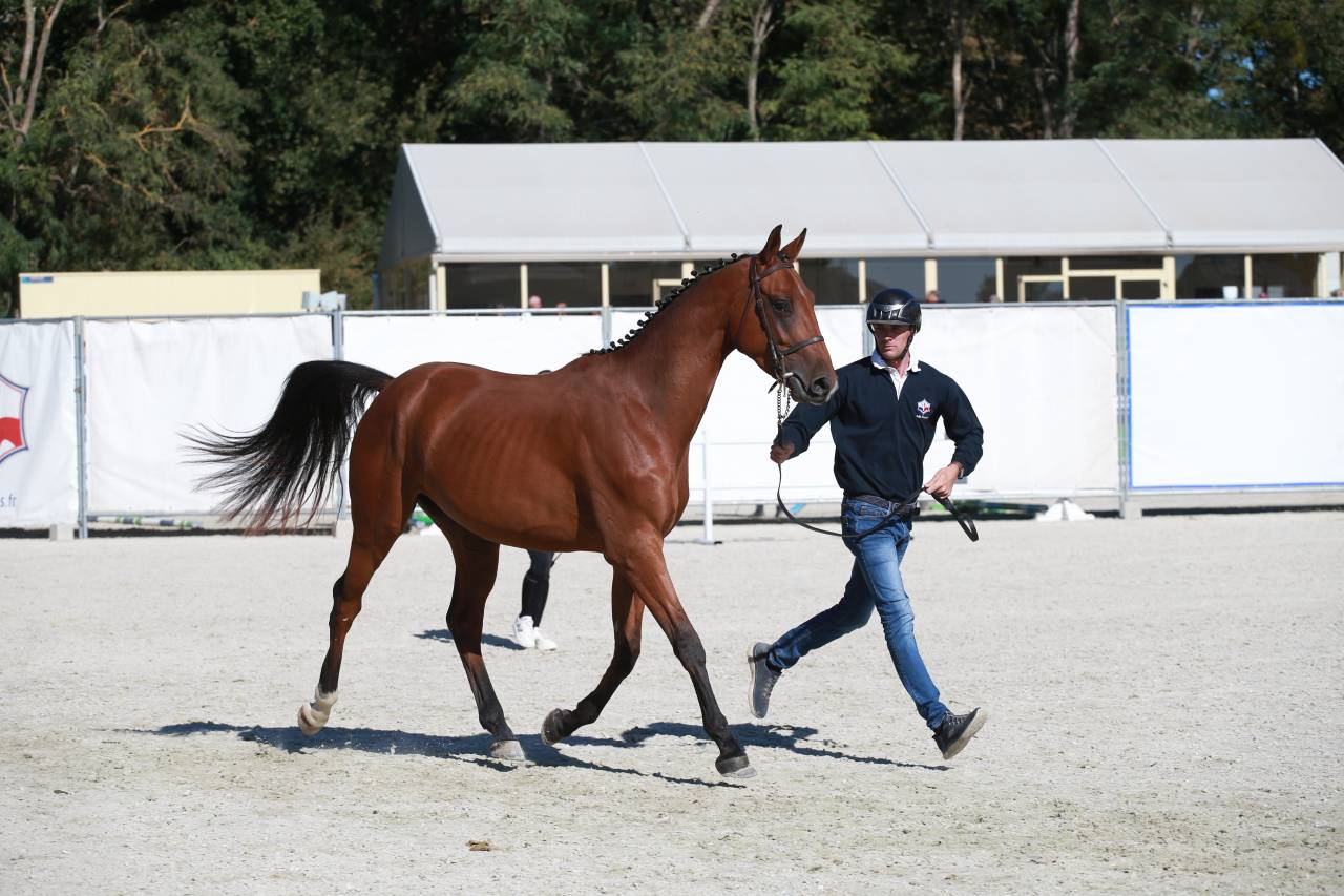 Gelding Selle Fran&ccedil;ais For sale 2023 Bay