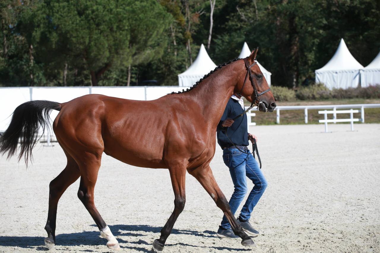 Gelding Selle Fran&ccedil;ais For sale 2023 Bay