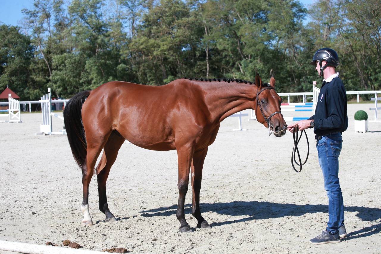 Gelding Selle Fran&ccedil;ais For sale 2023 Bay