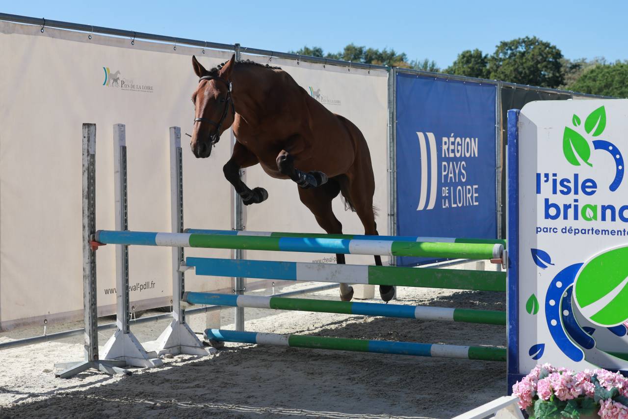 Gelding Selle Fran&ccedil;ais For sale 2023 Bay