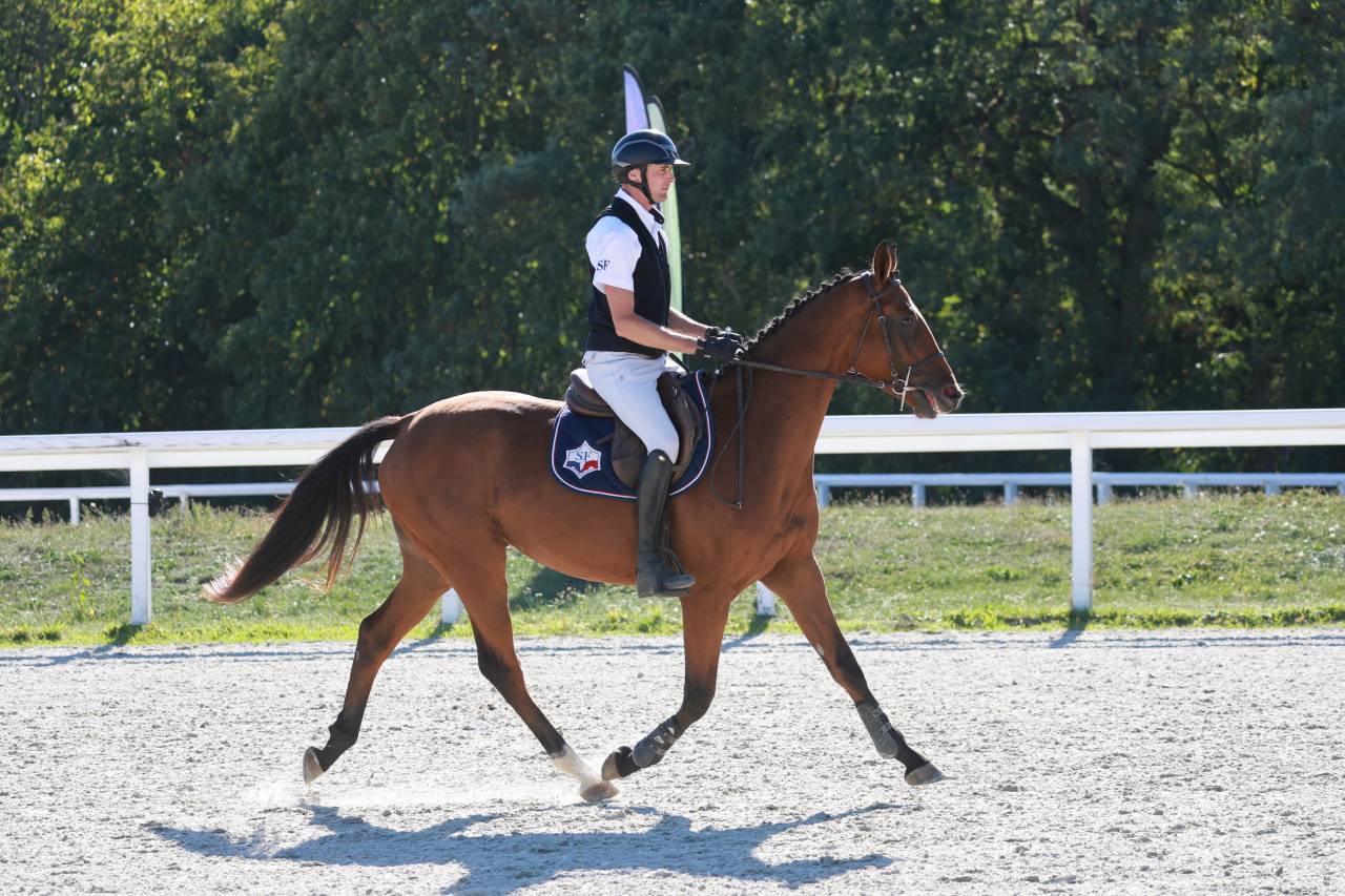 Gelding Selle Fran&ccedil;ais For sale 2023 Bay
