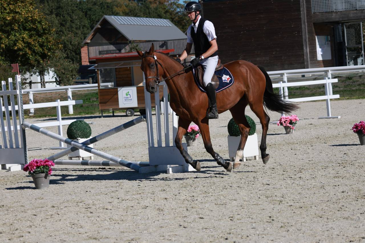 Gelding Selle Fran&ccedil;ais For sale 2023 Bay