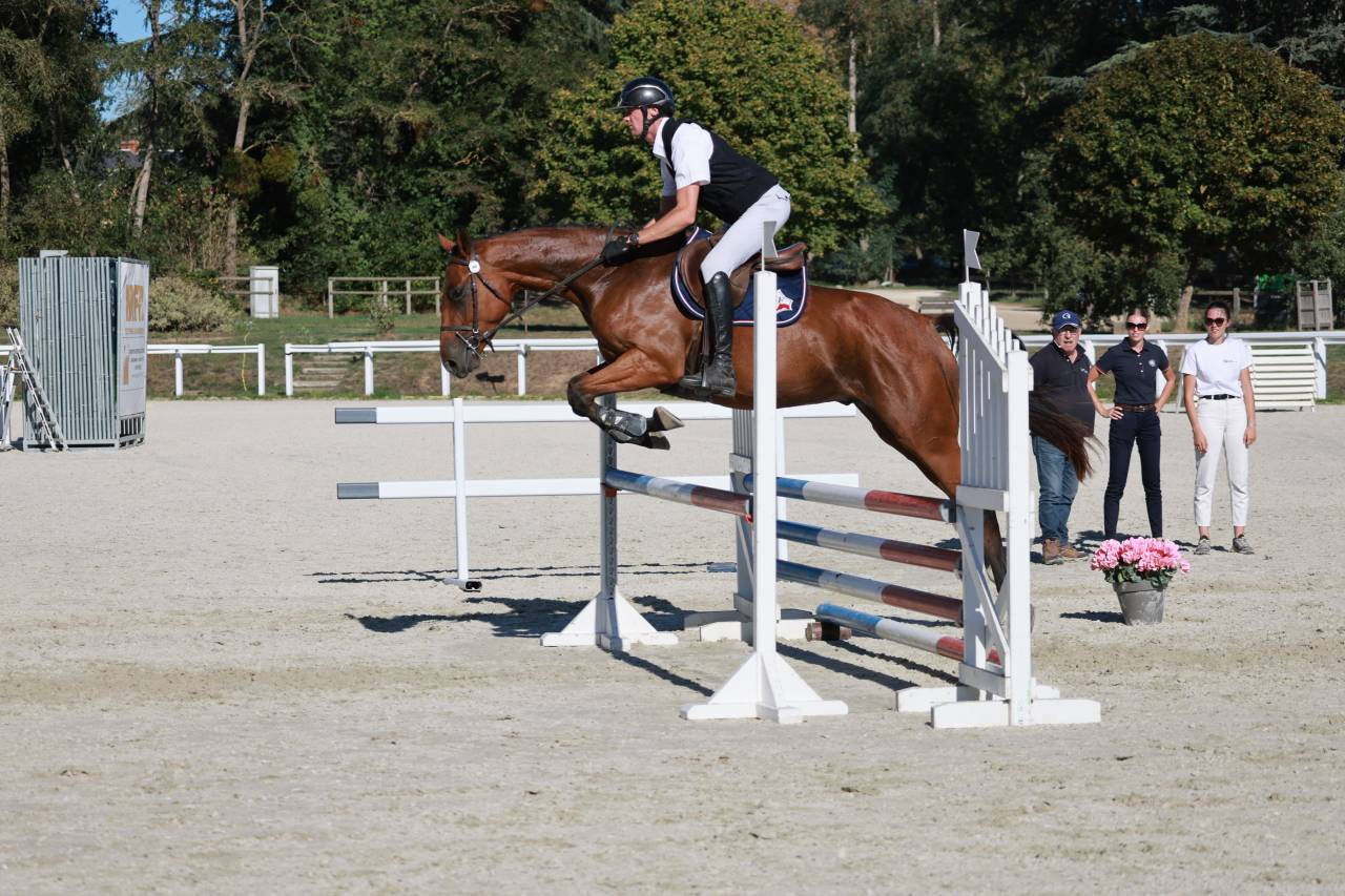 Gelding Selle Fran&ccedil;ais For sale 2023 Bay