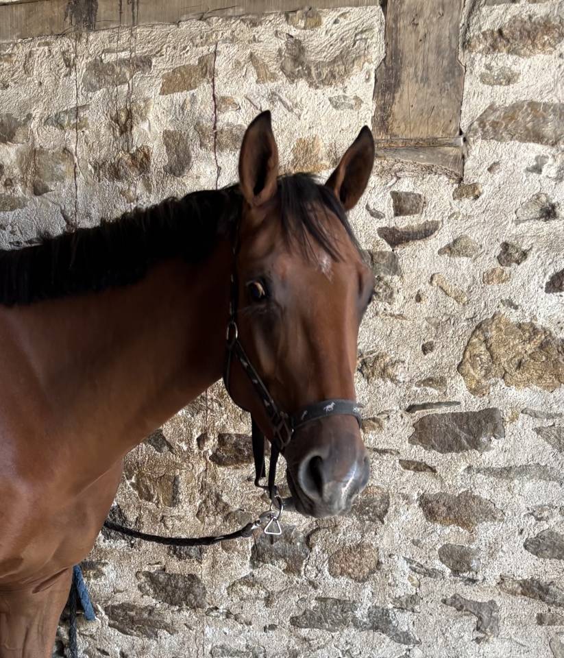 Gelding Selle Fran&ccedil;ais For sale 2023 Bay