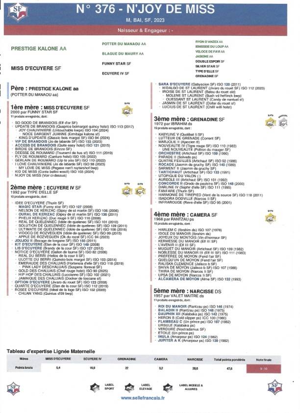Gelding Selle Fran&ccedil;ais For sale 2023 Bay