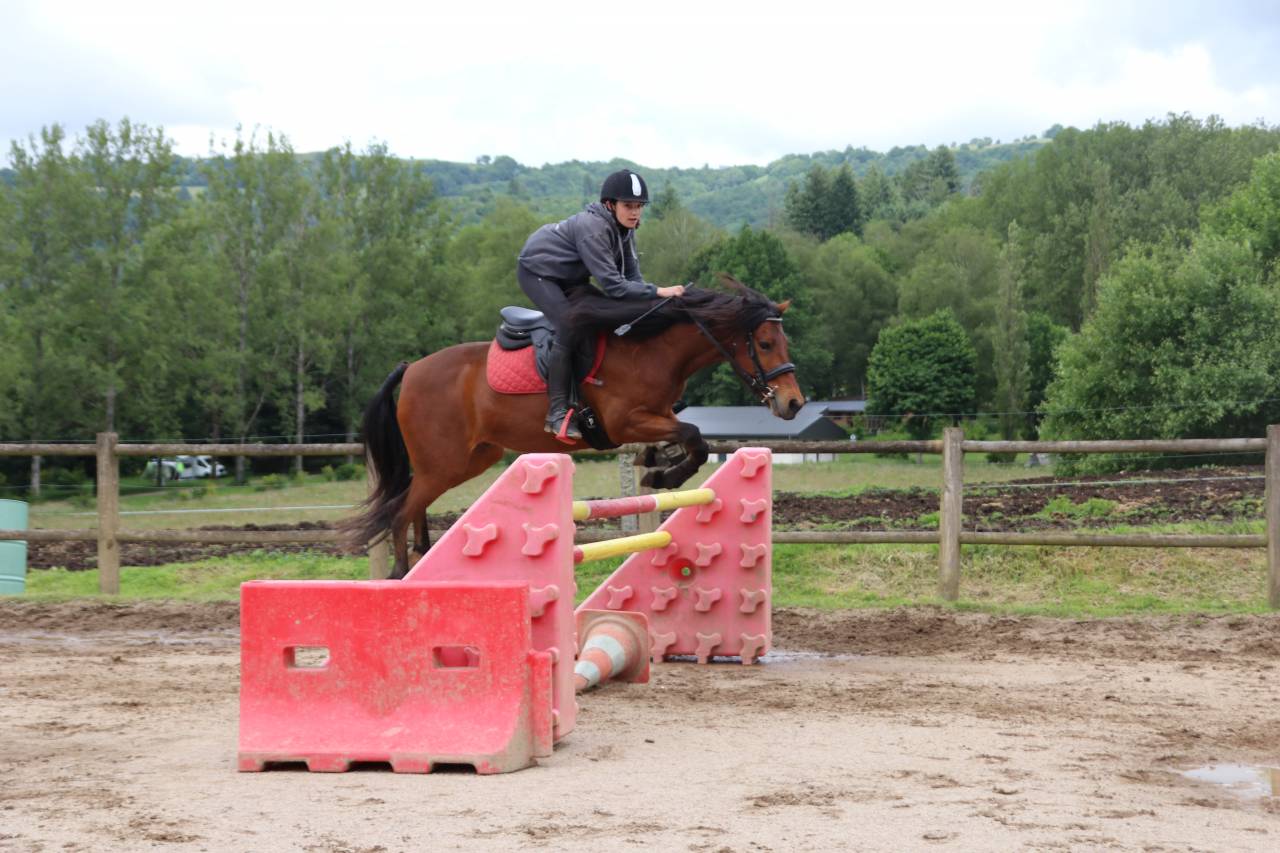 Gelding Connemara For sale 2017 Bay