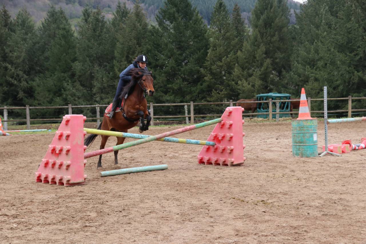Gelding Connemara For sale 2017 Bay