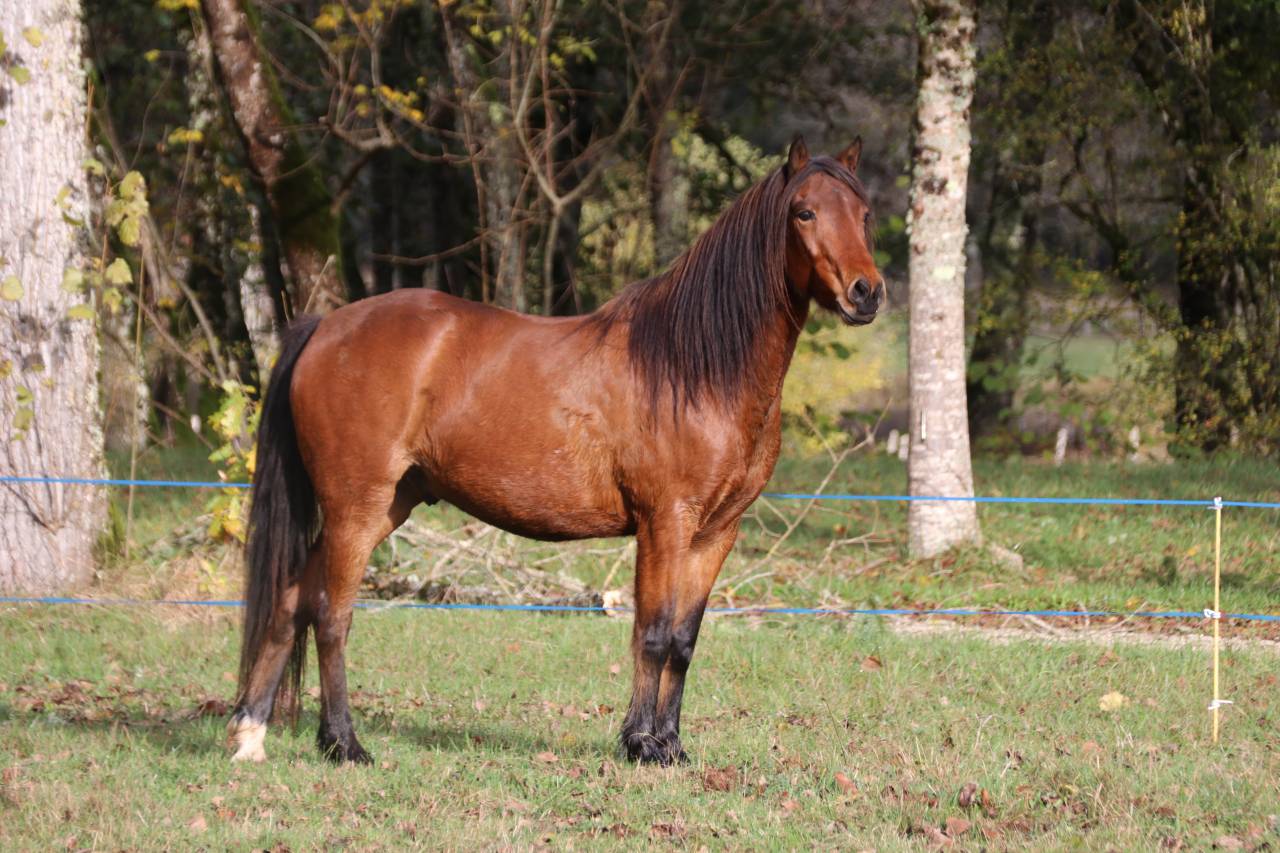 Gelding Connemara For sale 2017 Bay