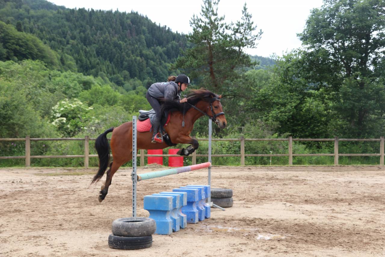 Gelding Connemara For sale 2017 Bay