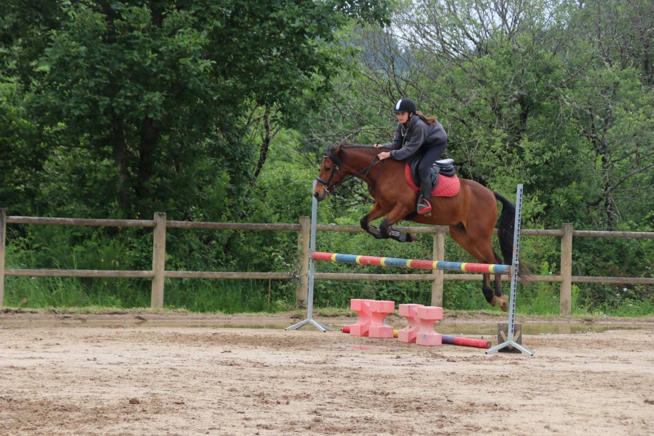 Gelding Connemara For sale 2017 Bay
