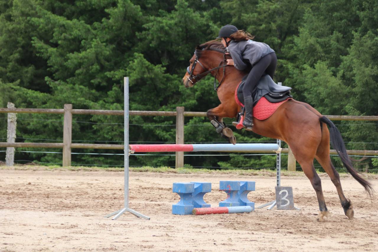 Gelding Connemara For sale 2017 Bay