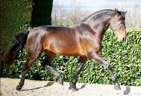 Gelding Lusitano For sale 2015 Bay