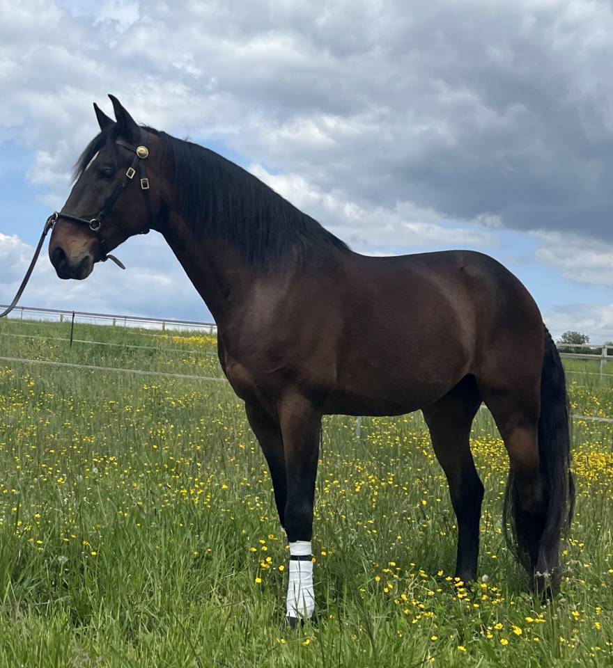 Gelding Lusitano For sale 2015 Bay