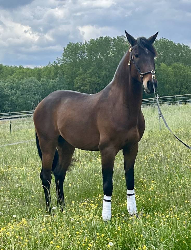 Gelding Lusitano For sale 2015 Bay