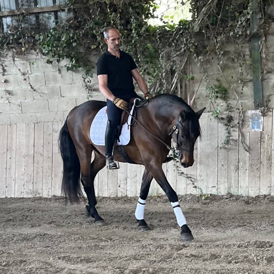 Gelding Lusitano For sale 2015 Bay
