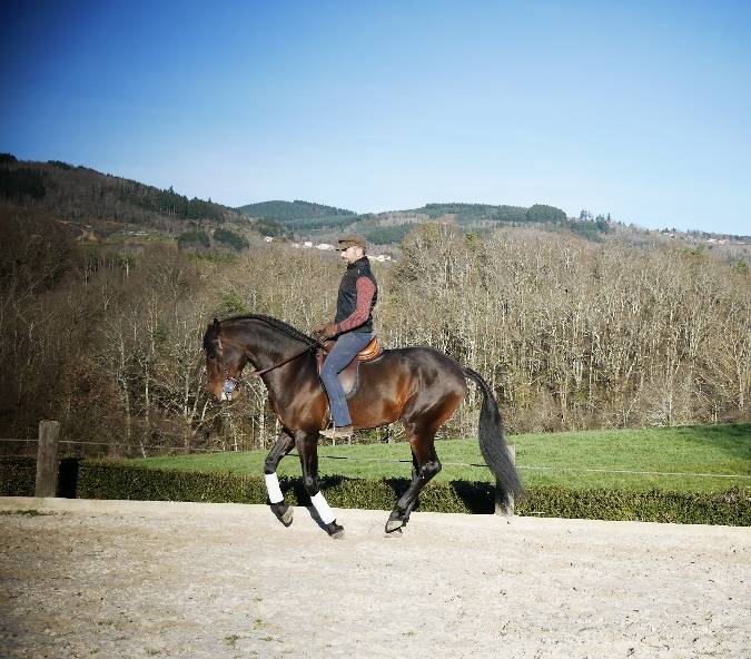 Gelding Lusitano For sale 2015 Bay