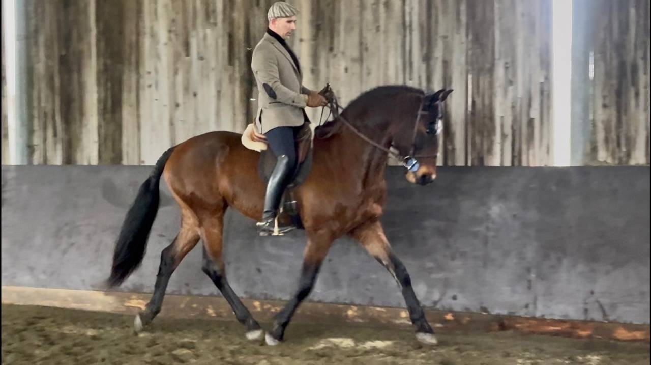 Gelding Lusitano For sale 2015 Bay