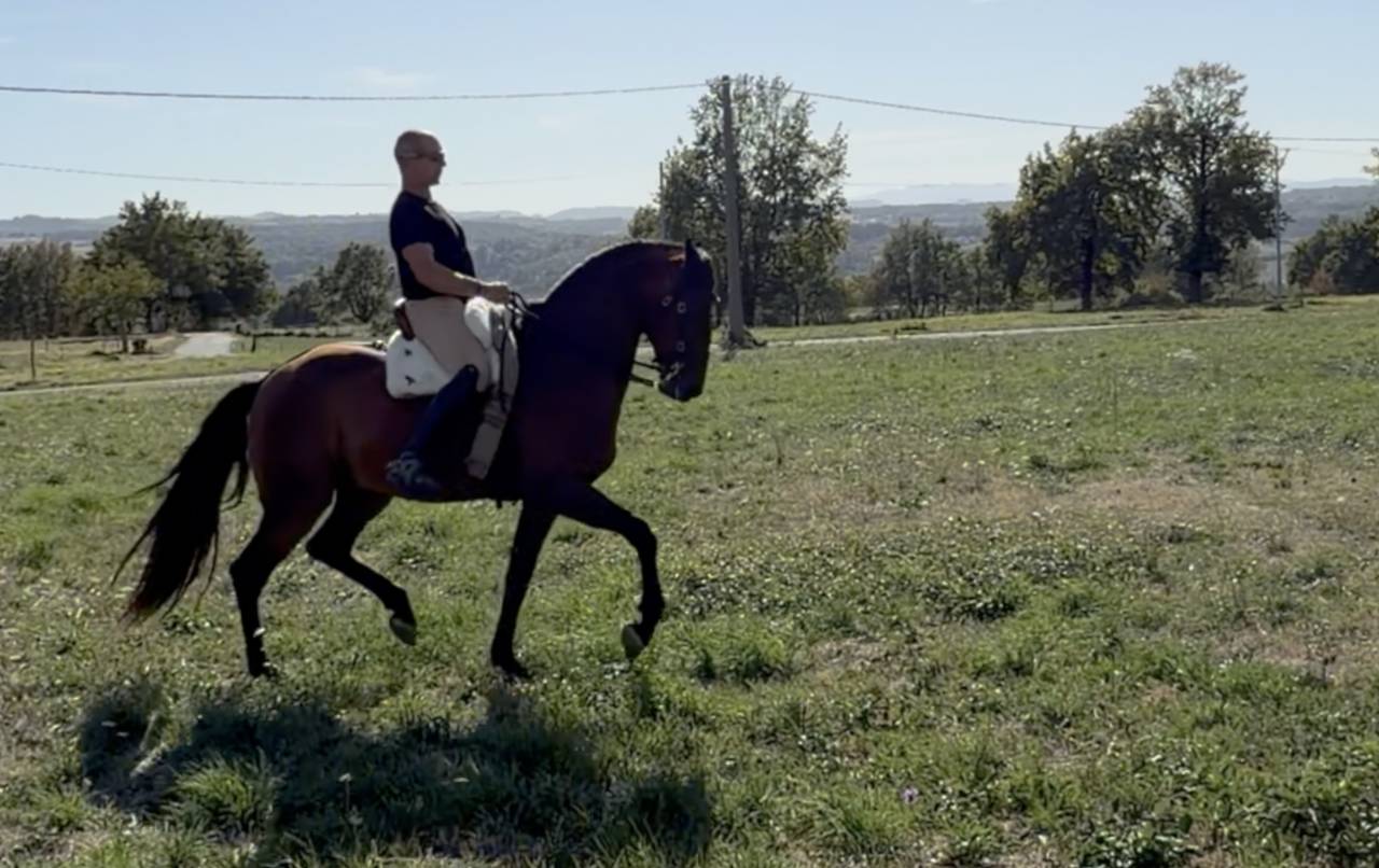 Gelding Lusitano For sale 2015 Bay